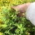 金山绣线菊绣线菊高度40左右，现挖现卖