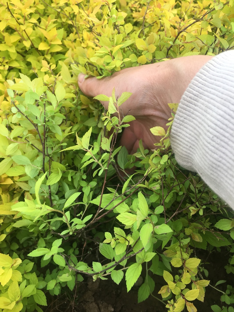 金山绣线菊绣线菊高度40左右，现挖现卖