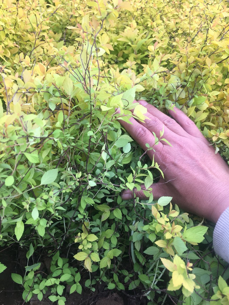 金山绣线菊绣线菊高度40左右，现挖现卖
