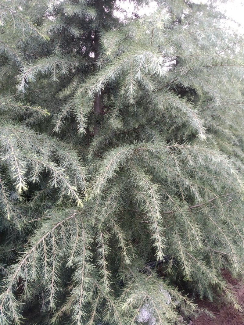 自己家种的雪松树形好，着急出售，价格低。