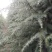自己家种的雪松树形好，着急出售，价格低。