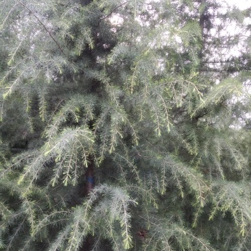 自己家种的雪松树形好，着急出售，价格低。