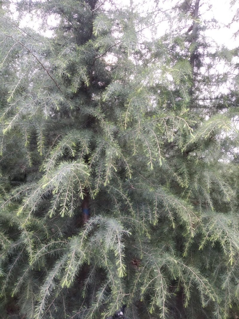 自己家种的雪松树形好，着急出售，价格低。