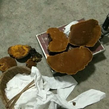 槡黄