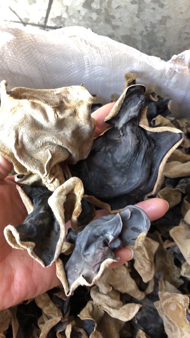 江苏毛木耳