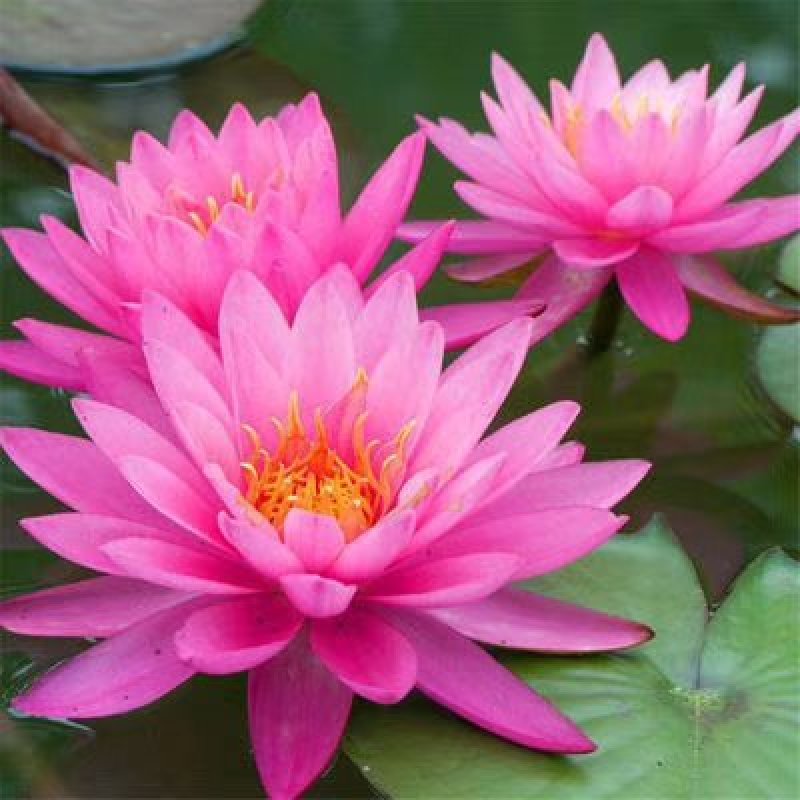 睡莲精品睡莲热带睡莲耐寒睡莲蓝色睡莲万维沙睡莲