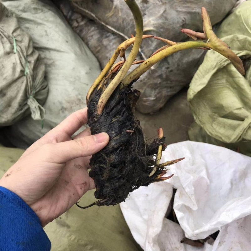 睡莲精品睡莲热带睡莲耐寒睡莲蓝色睡莲万维沙睡莲