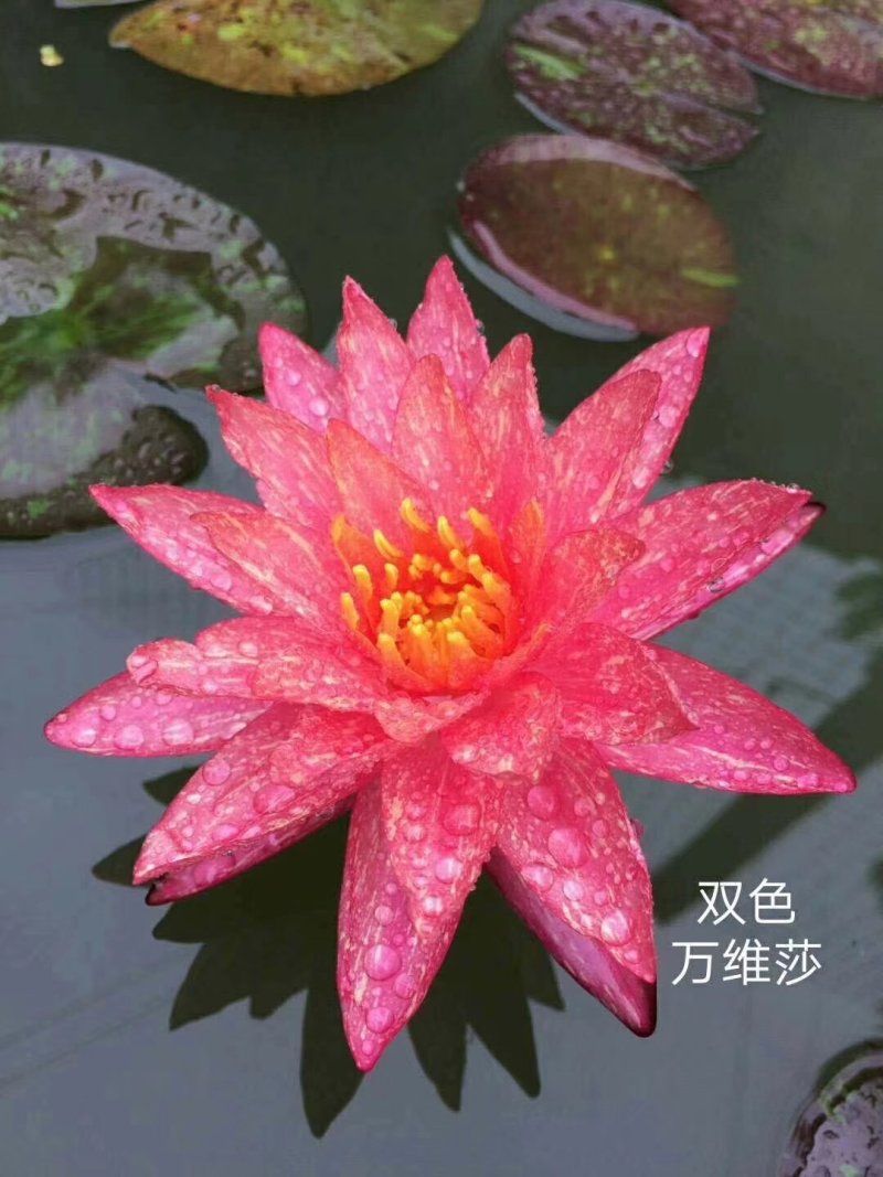 睡莲精品睡莲热带睡莲耐寒睡莲蓝色睡莲万维沙睡莲