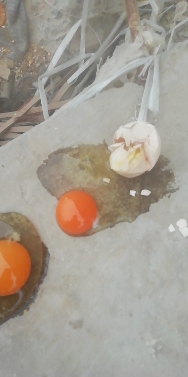 红心粉蛋粉蛋土鸡蛋，鸡厂直供，一手货源，欢迎各位老板来电