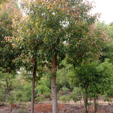 大量供应截杆移植香樟