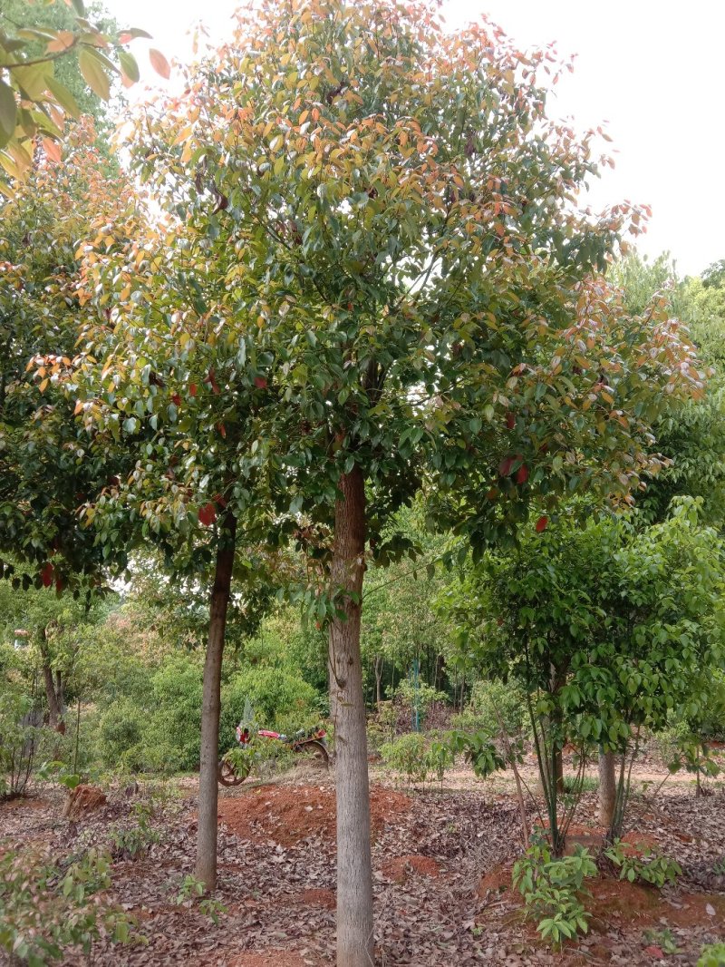 大量供应截杆移植香樟