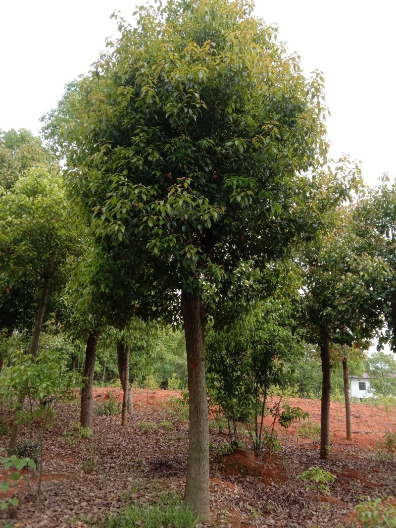 大量供应截杆移植香樟