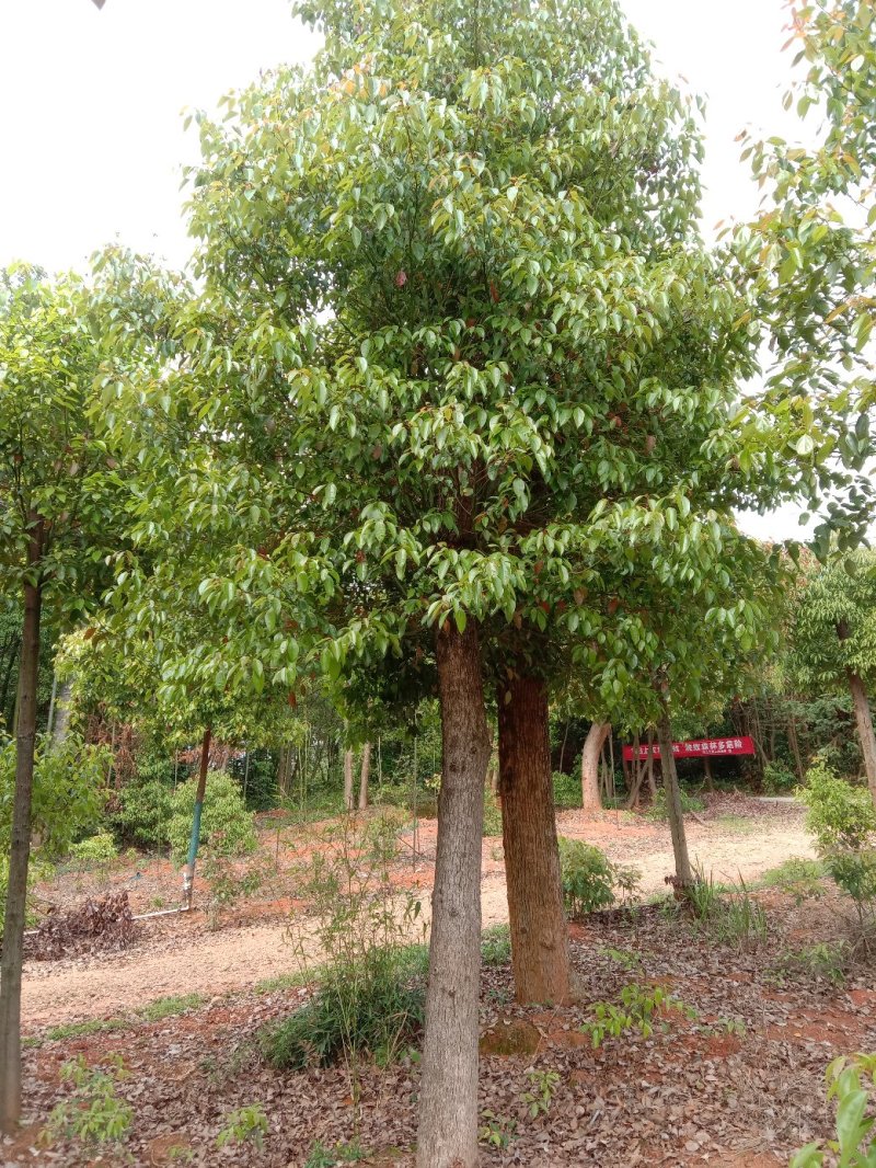 大量供应截杆移植香樟