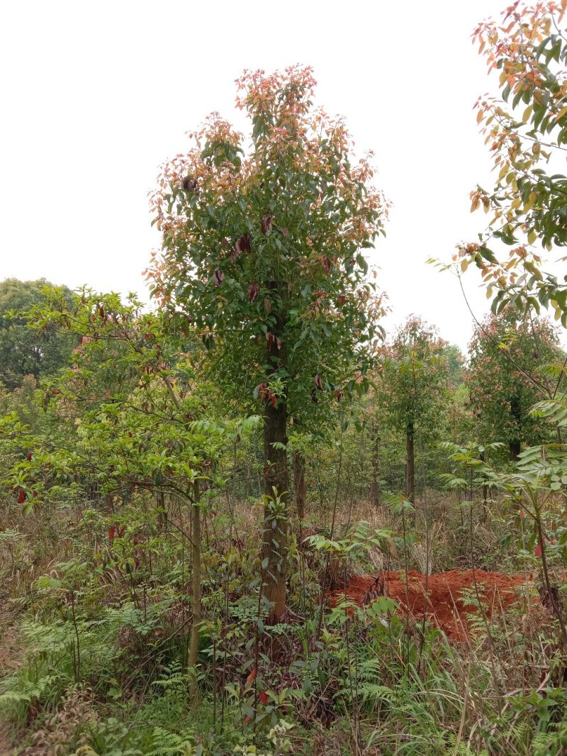 大量供应截杆移植香樟