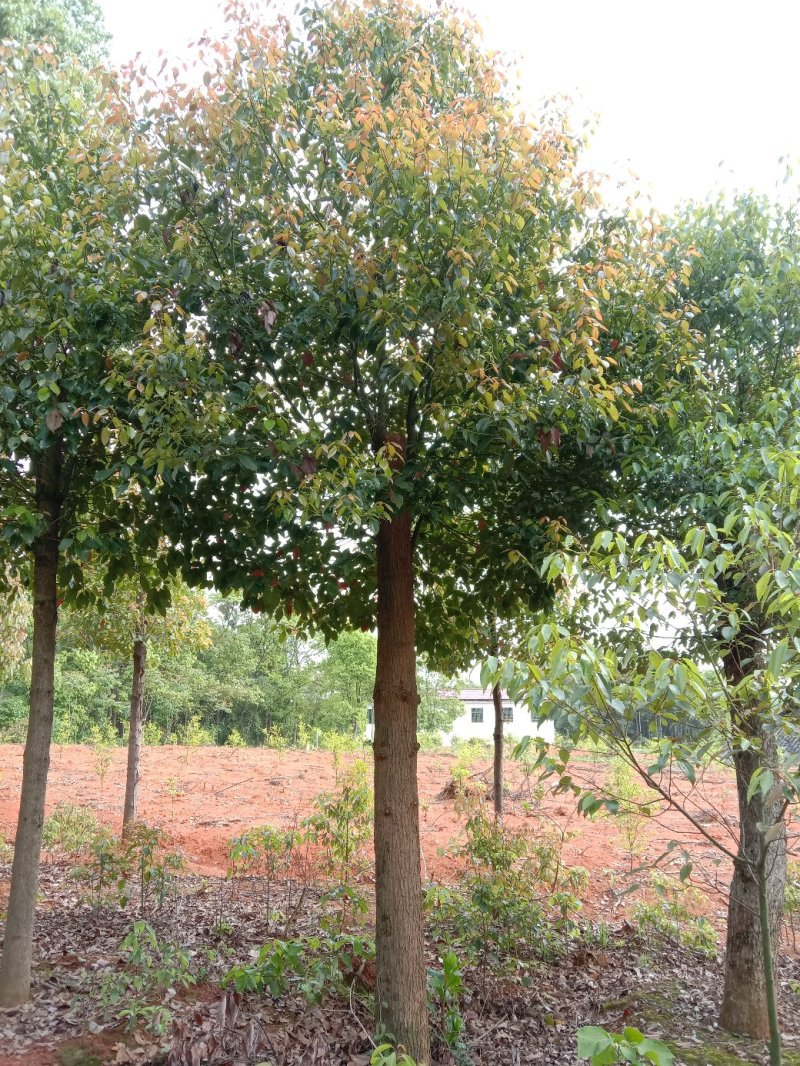 大量供应截杆移植香樟
