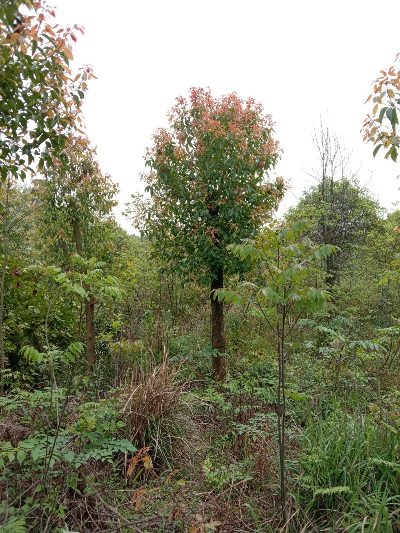 大量供应截杆移植香樟