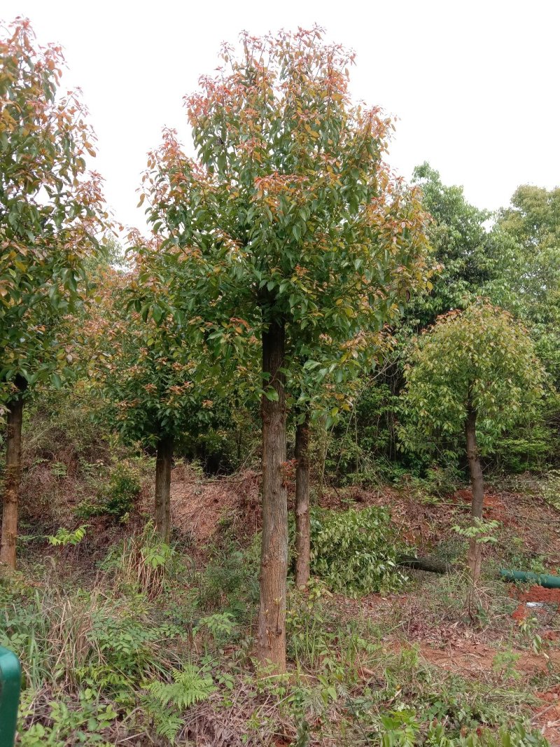 大量供应截杆移植香樟