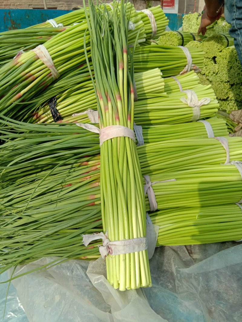 杞县优质红冒蒜苔大量上市中货源充足，全国发货