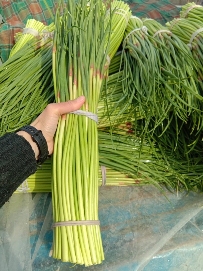 杞县优质红冒蒜苔大量上市中货源充足，全国发货