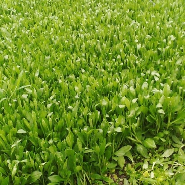 大量精品马兰头常年有货