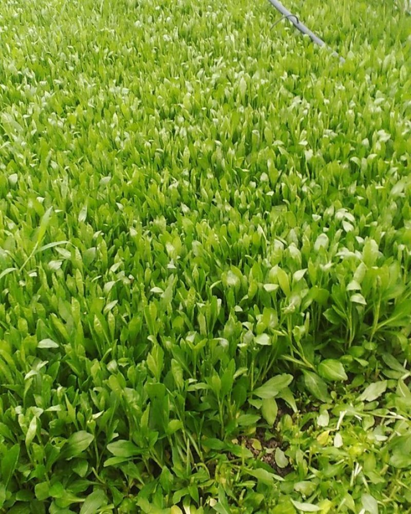 大量精品马兰头常年有货