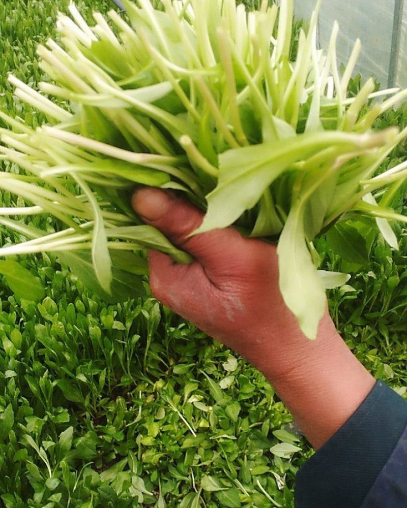 大量精品马兰头常年有货