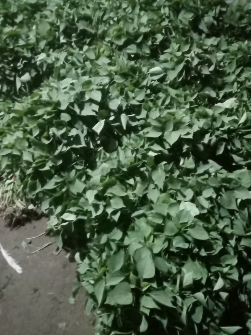 红暑苗子