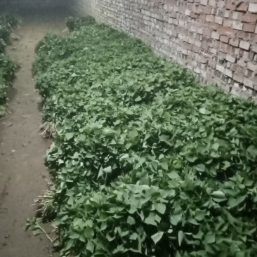 红暑苗子
