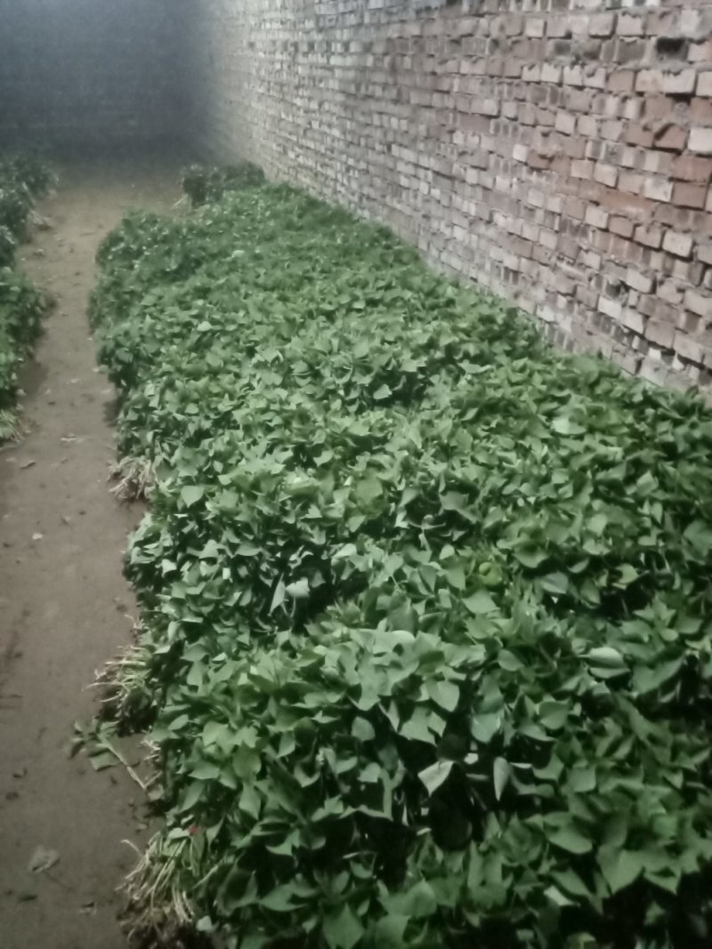 红暑苗子