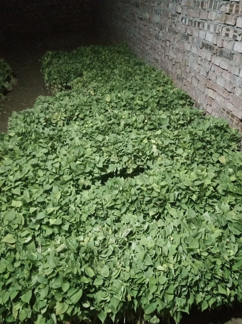 红暑苗子