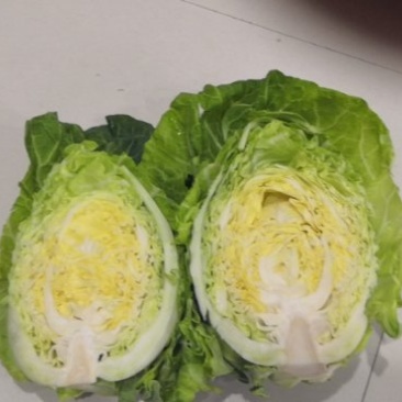 牛心甘蓝