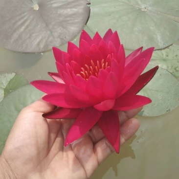 睡莲碗莲，万维莎，科罗拉多，彩叶，38元10颗，包邮！