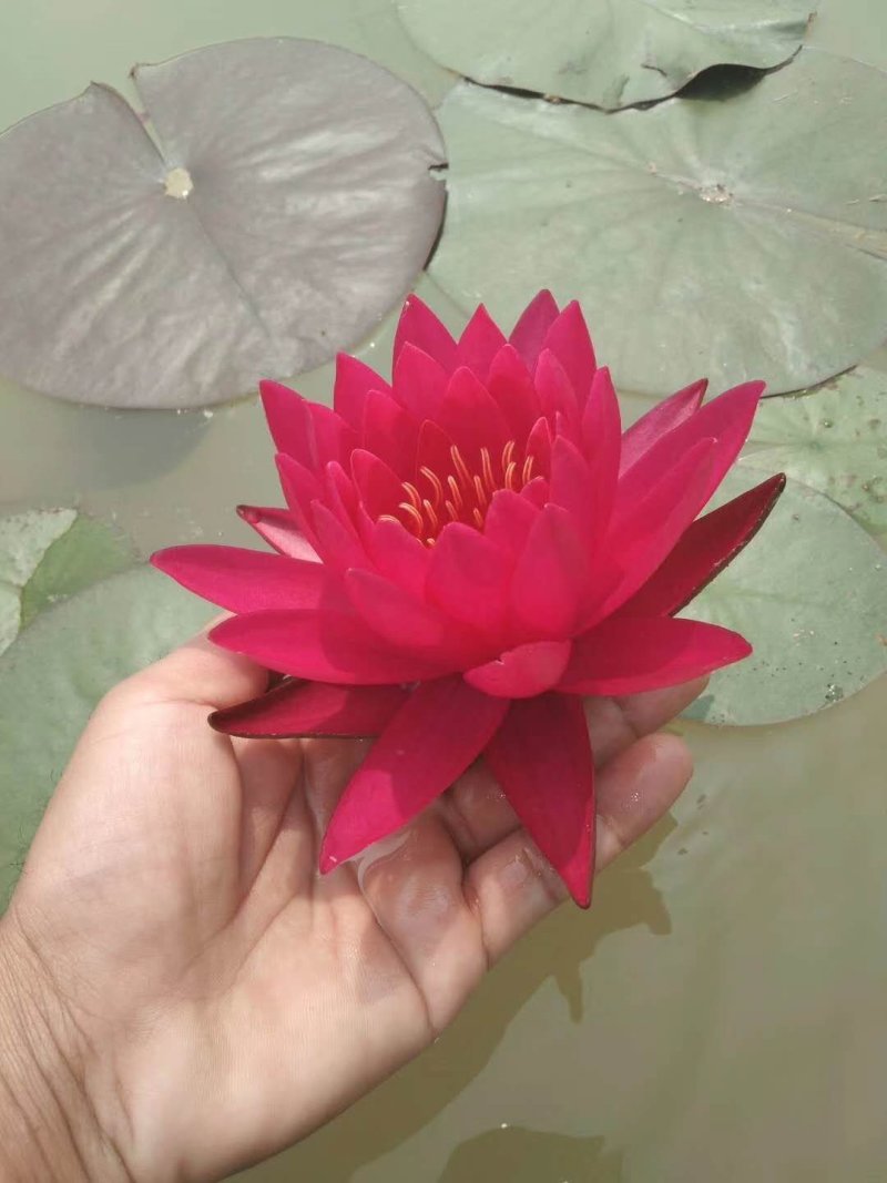 睡莲碗莲，万维莎，科罗拉多，彩叶，38元10颗，包邮！