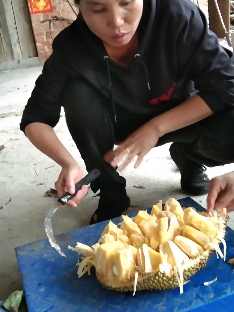 产地大量特产精品菠萝蜜保质保量，欢迎来电咨询
