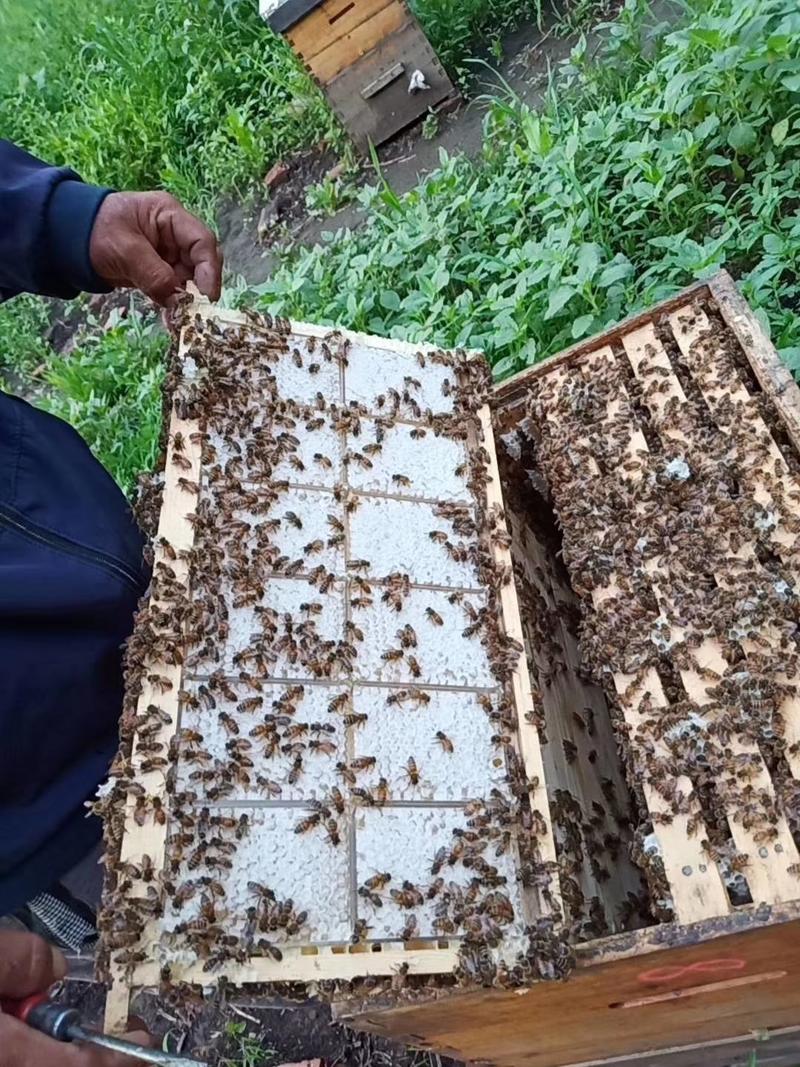 【源头场货】蜂巢蜜270克左右可以嚼着吃的蜂蜜