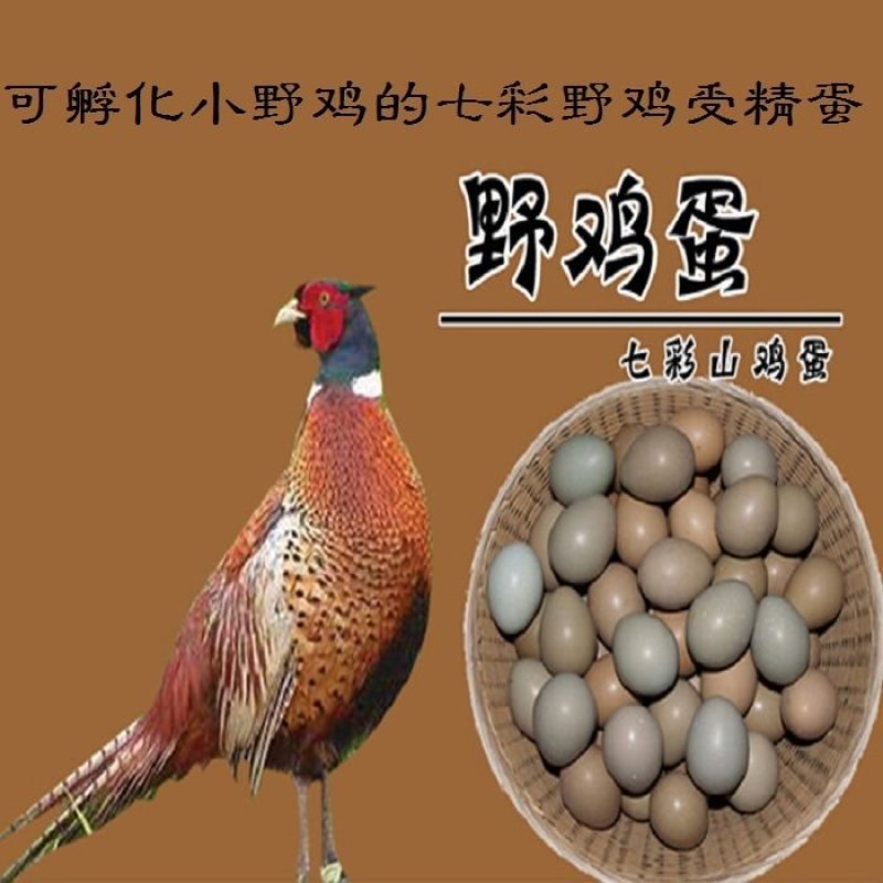 种蛋