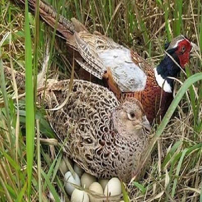 种蛋