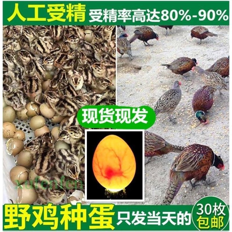 种蛋