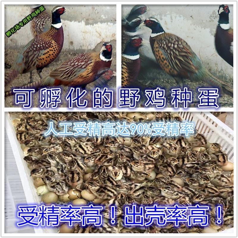 种蛋