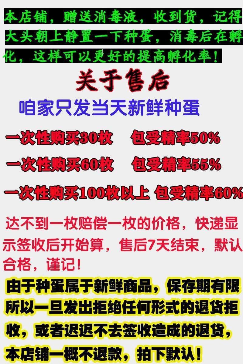种蛋
