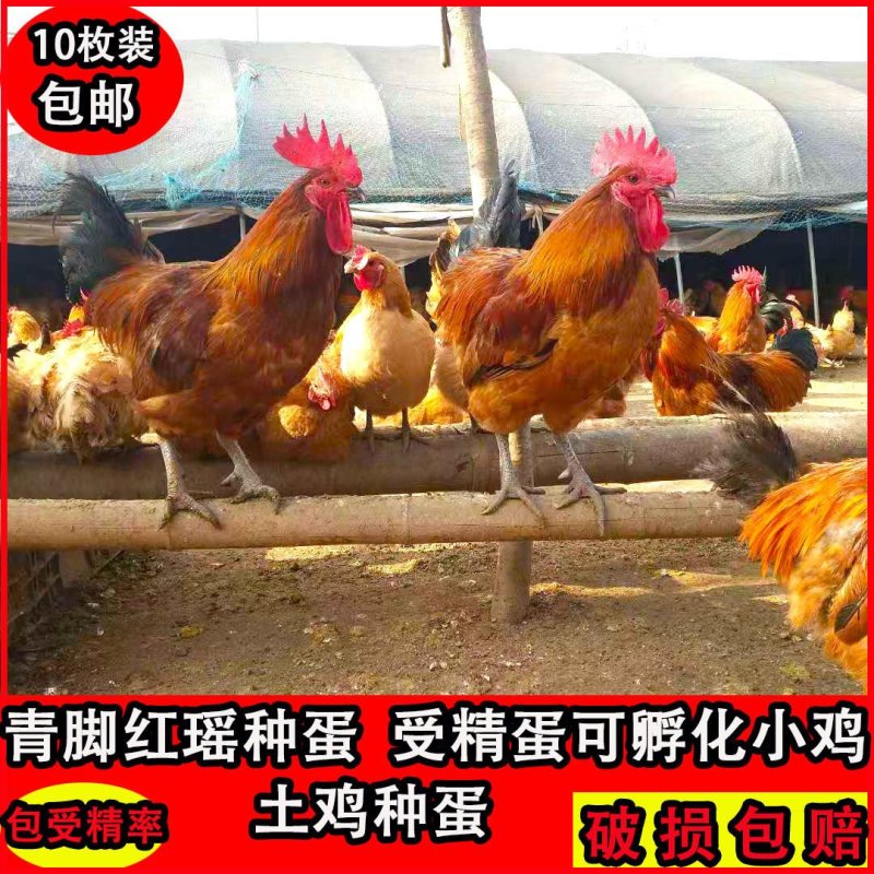 种蛋