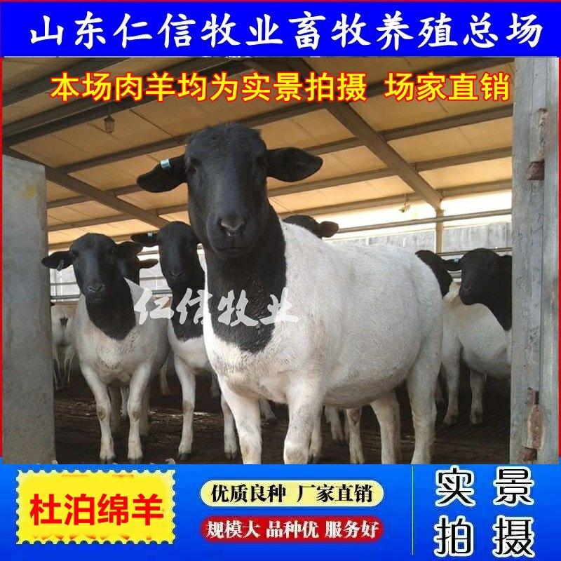 杜泊绵羊包成活全国送货货到付款保证质量送公羊