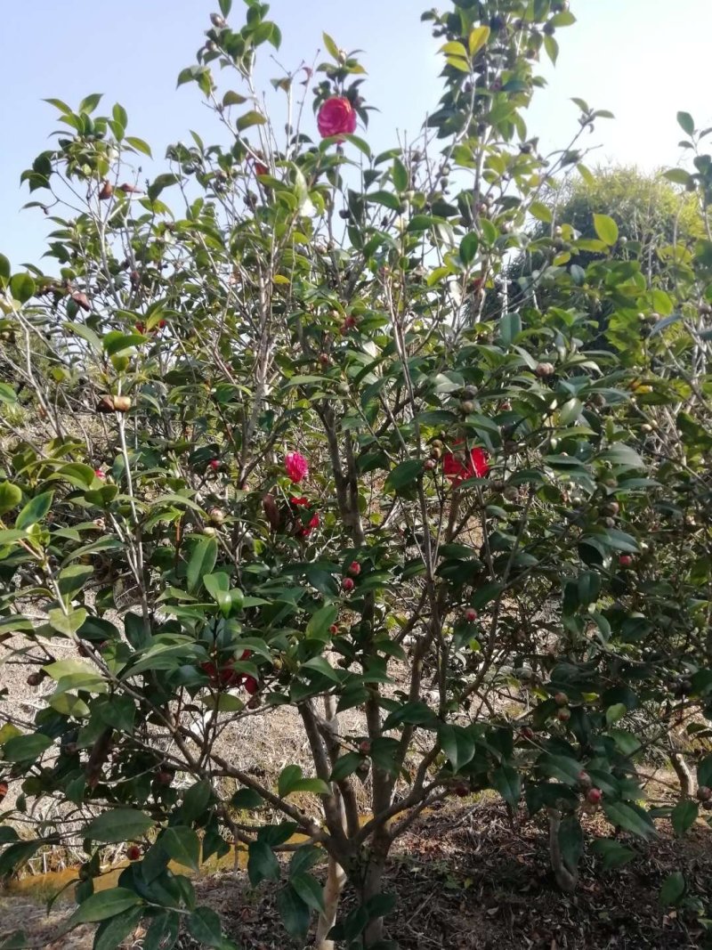 茶花