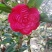 茶花