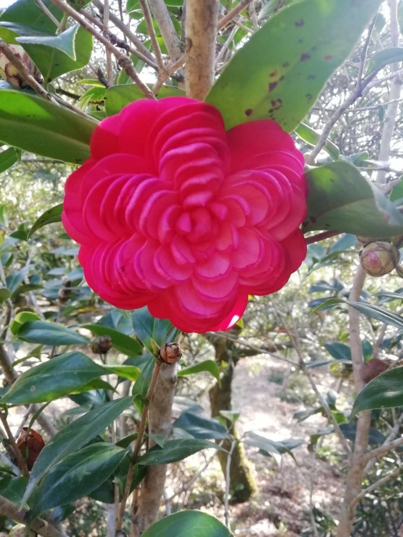 茶花