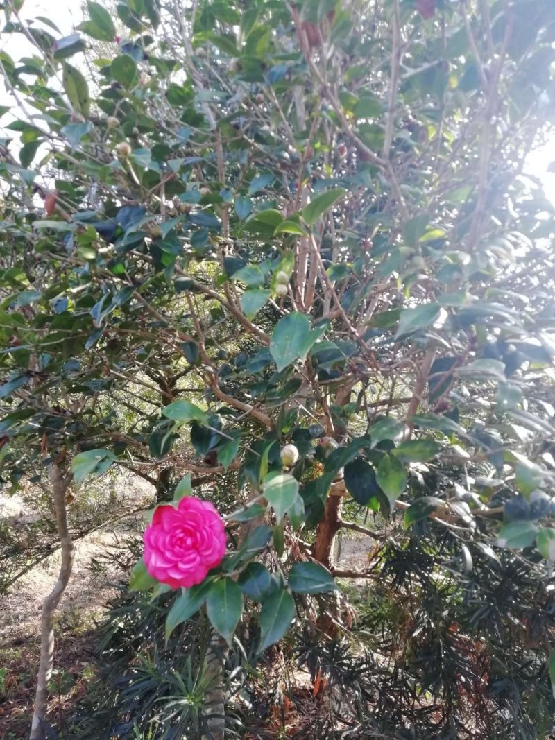 茶花