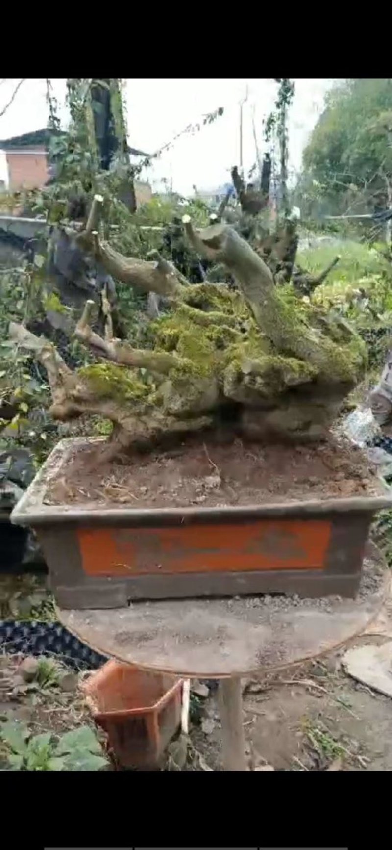 金弹子