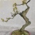 金弹子
