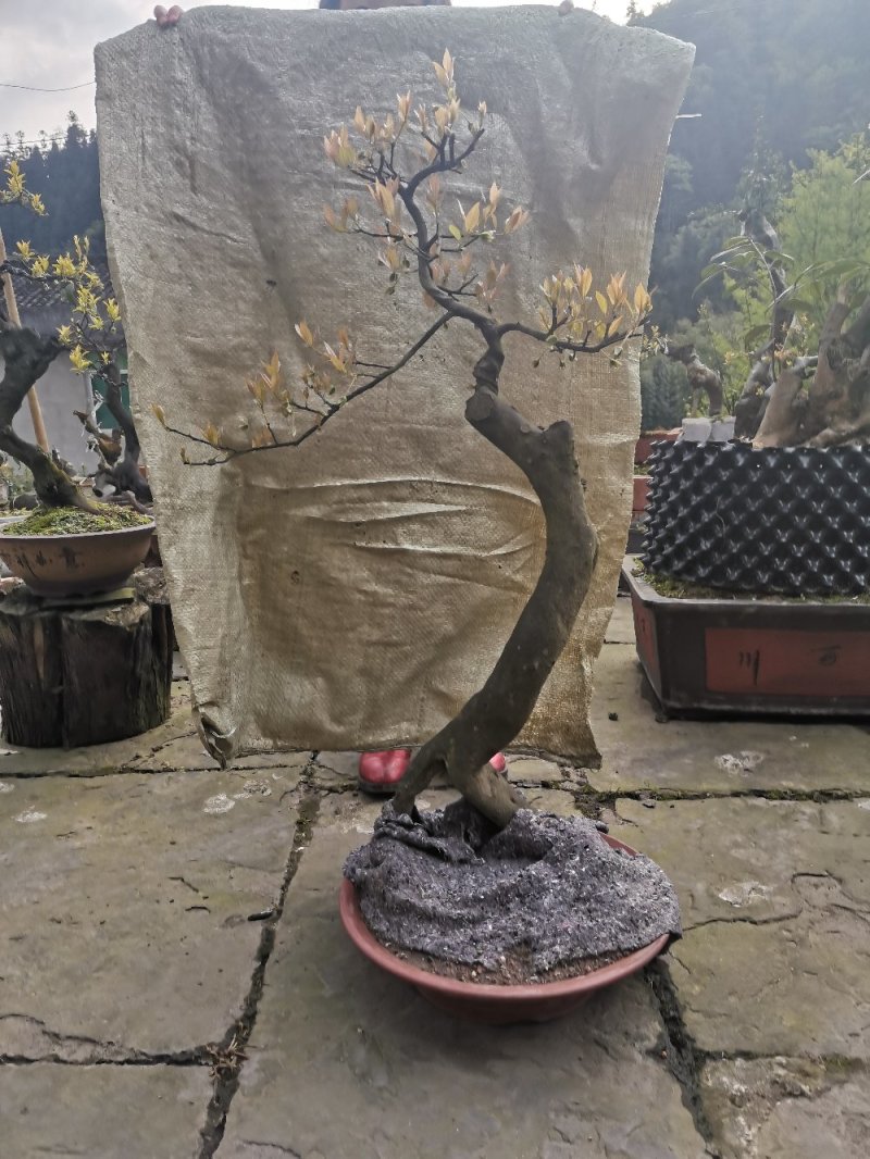 金弹子