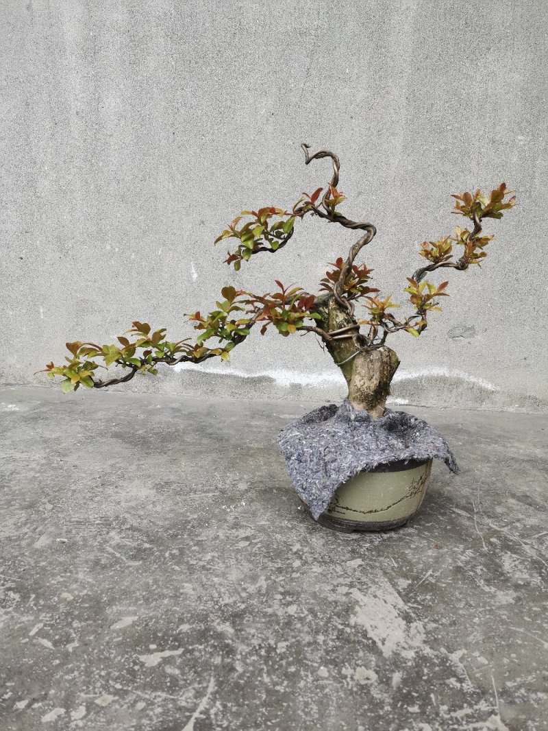 金弹子